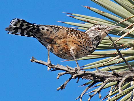 Cactus Wren (Campylorhynchus brunneicapillus)