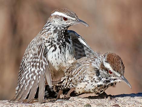 Cactus Wren (Campylorhynchus brunneicapillus)