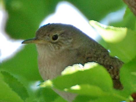 House Wren (Troglodytes aedon)