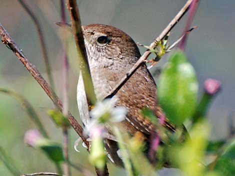 House Wren (Troglodytes aedon)