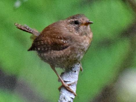 Winter Wren (Troglodytes troglodytes)