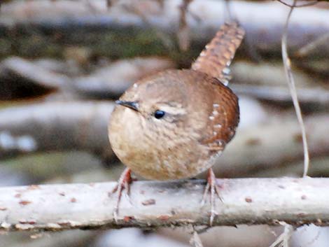 Winter Wren (Troglodytes troglodytes)