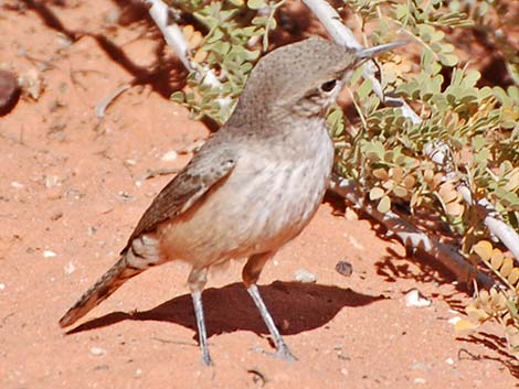 Rock Wren (Salpinctes obsoletus)