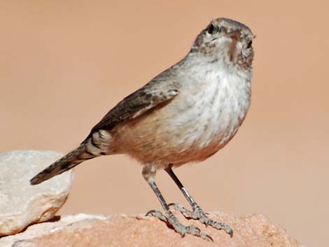 Rock Wren (Salpinctes obsoletus)