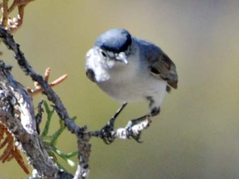 Blue-gray Gnatcatcher (Polioptila caerulea)