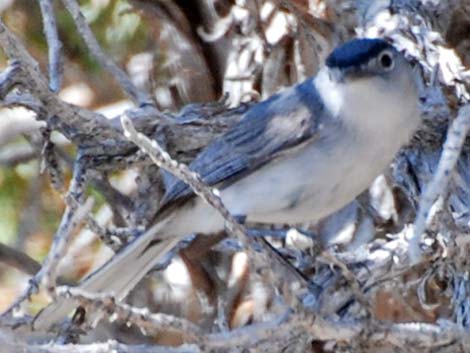 Blue-gray Gnatcatcher (Polioptila caerulea)