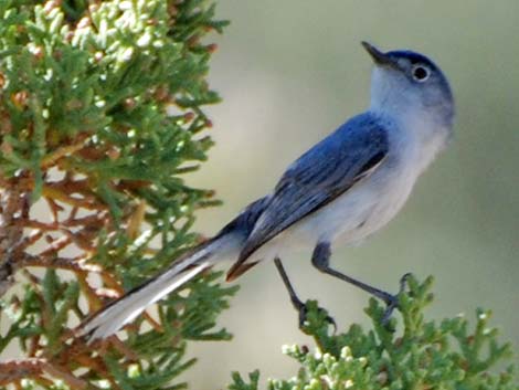 Blue-gray Gnatcatcher (Polioptila caerulea)