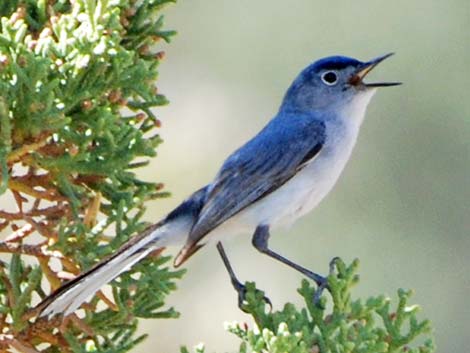 Blue-gray Gnatcatcher (Polioptila caerulea)