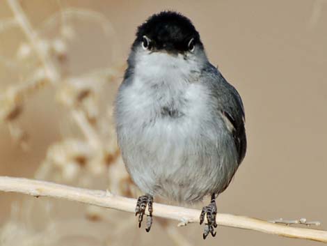 Black-tailed Gnatcatcher (Polioptila melanura)