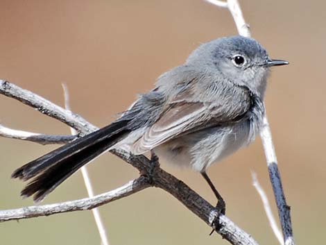 Black-tailed Gnatcatcher (Polioptila melanura)