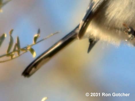 Black-tailed Gnatcatcher (Polioptila melanura)