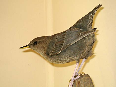 American Dipper (Cinclus mexicanus)