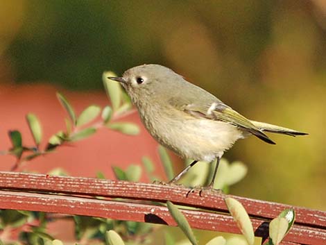 Ruby-crowned Kinglet (Regulus calendula)