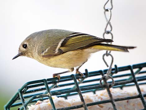 Regulidae, Ruby-crowned Kinglet