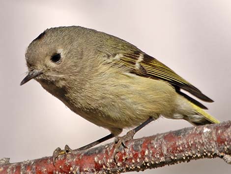 Ruby-crowned Kinglet (Regulus calendula)