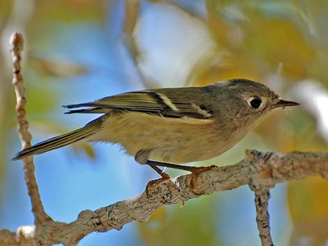 Ruby-crowned Kinglet (Regulus calendula)