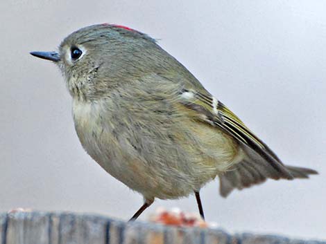 Ruby-crowned Kinglet (Regulus calendula)