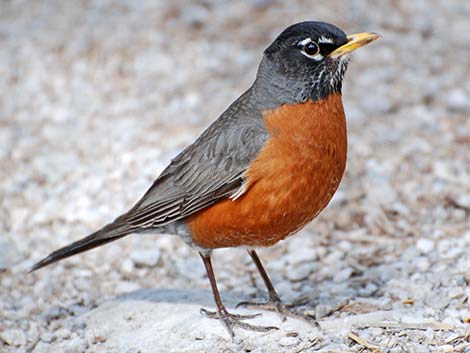 Turdidae (American Robin)