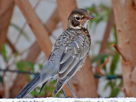 American Robin (Turdus migratorius)