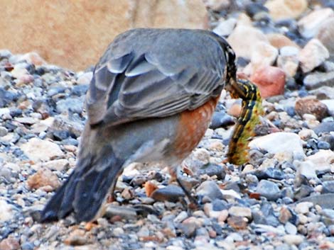 American Robin (Turdus migratorius)