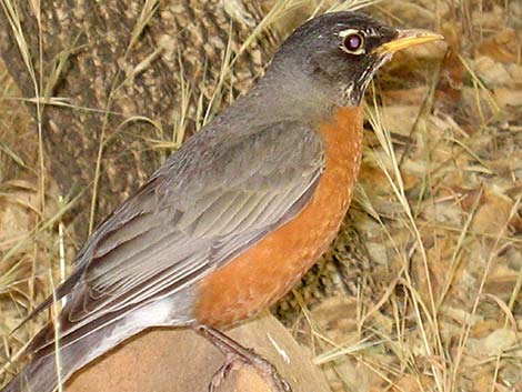 American Robin (Turdus migratorius)