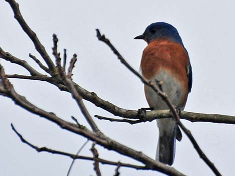 Eastern Bluebird (Sialia sialis)