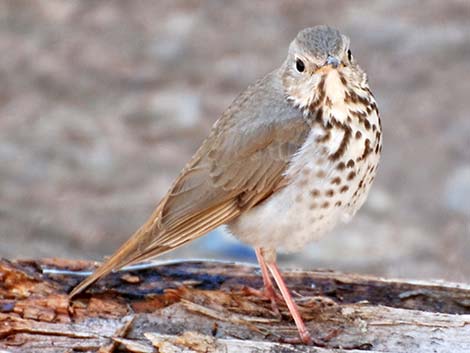 Hermit Thrush (Catharus guttatus)