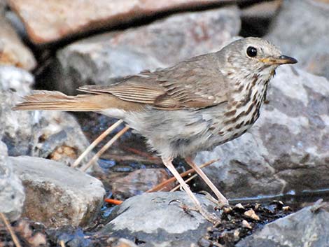 Hermit Thrush (Catharus guttatus)