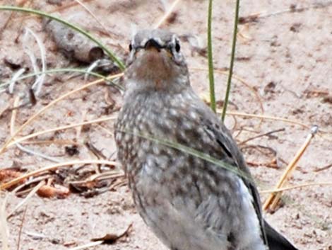 Mountain Bluebird (Sialia currucoides)