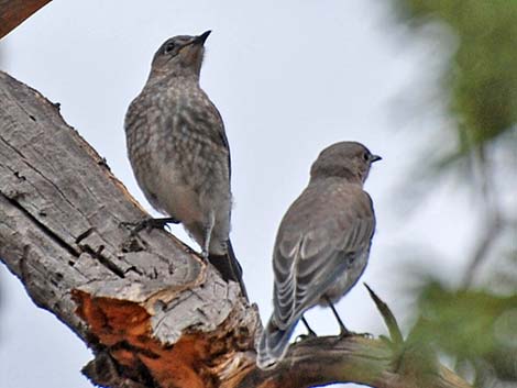 Mountain Bluebird (Sialia currucoides)