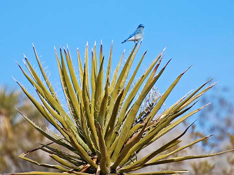 Mountain Bluebird (Sialia currucoides)