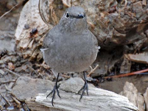 Townsend's Solitaire (Myadestes townsendi)