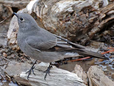 Townsend's Solitaire (Myadestes townsendi)