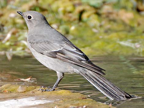 Townsend's Solitaire (Myadestes townsendi)