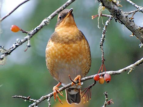 Varied Thrush (Ixoreus naevius)