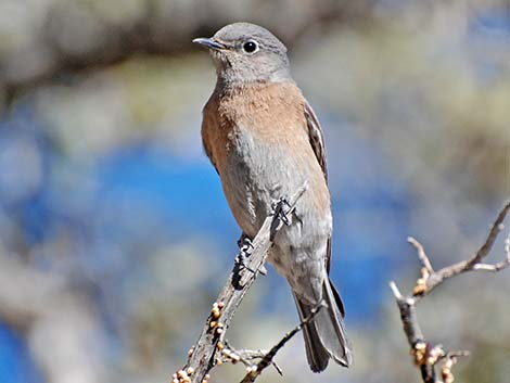 Western Bluebird (Sialia mexicana)