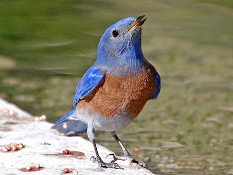 Western Bluebird (Sialia mexicana)