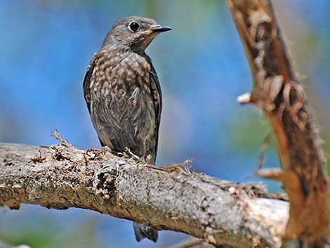 Western Bluebird (Sialia mexicana)