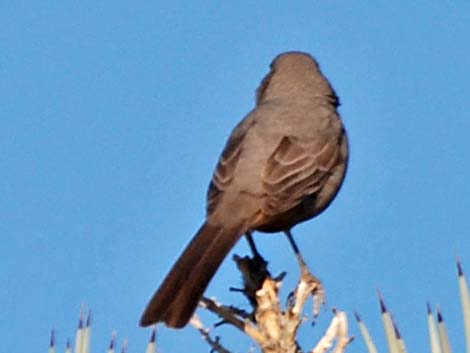 Bendire's Thrasher (Toxostoma bendirei)