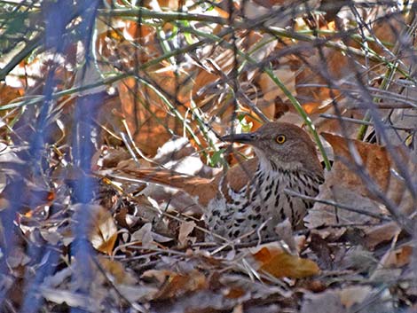 Brown Thrasher (Toxostoma rufum)