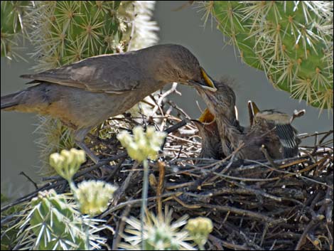 Curve-billed Thrasher (Toxostoma curvirostre)