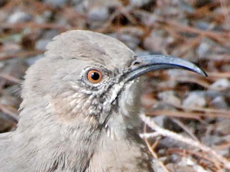 Crissal Thrasher (Toxostoma crissale)