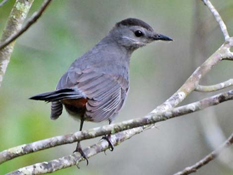 Gray Catbird (Dumetella carolinensis)