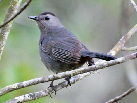 Gray Catbird (Dumetella carolinensis)