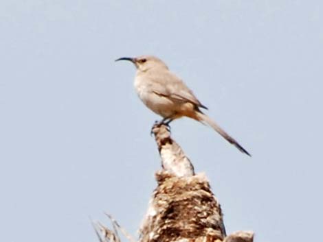 LeConte's Thrasher (Toxostoma lecontei)