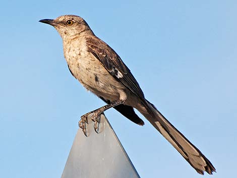 Northern Mockingbird (Mimus polyglottos)