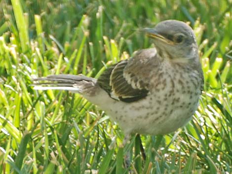 Northern Mockingbird (Mimus polyglottos)