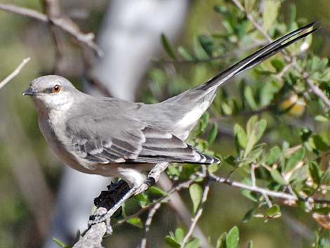 Mimidae (Northern Mockingbird)