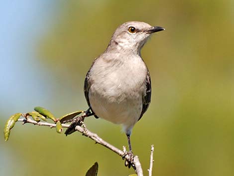 Northern Mockingbird (Mimus polyglottos)