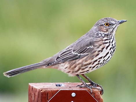 Sage Thrasher (Oreoscoptes montanus)